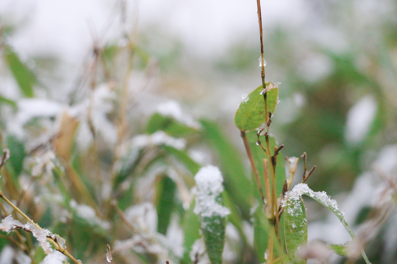 芜湖的2015年的第一场雪