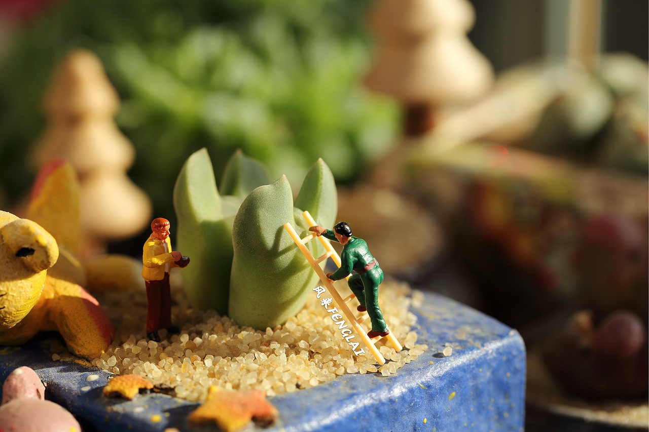 微观多肉植物摄影 l 肉锥“小人国”