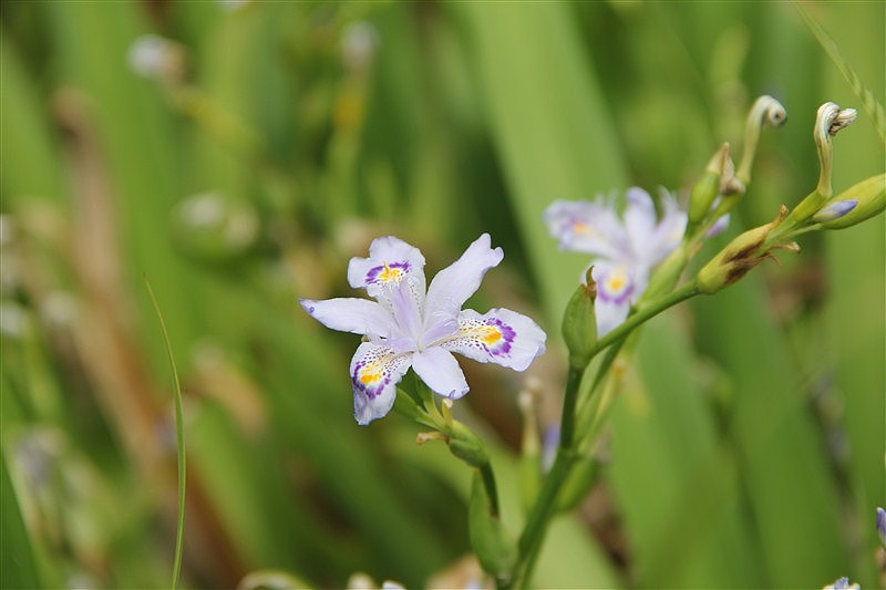 上海随拍（图ZMjUzMzI2ODQ=） - 风光摄影 - 站酷设计师向日葵的阳光原创素材 - 站酷ZCOOL
