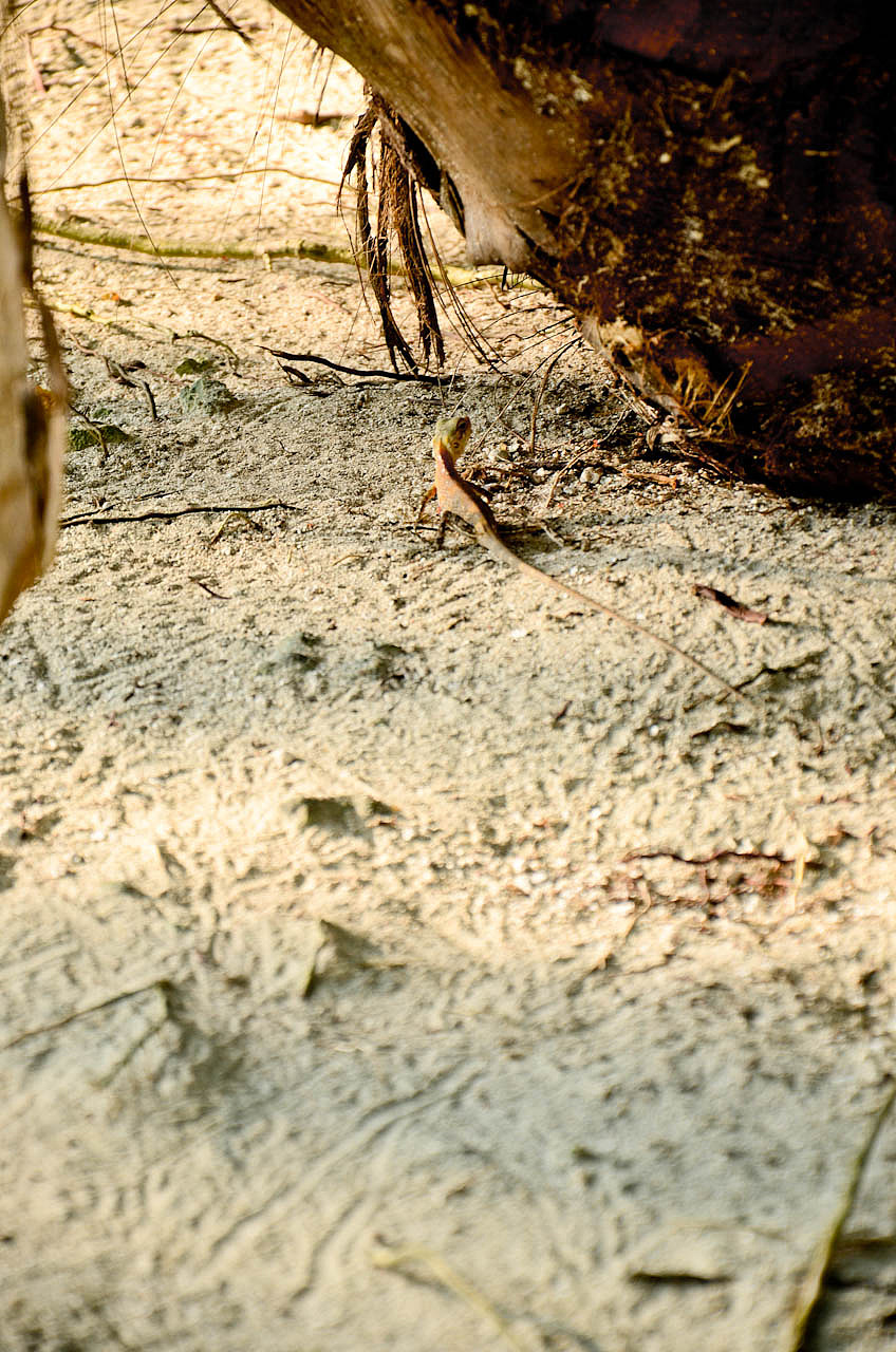 马尔代夫游记 - 梦幻岛 - 四晚六天（图ZNTM5Nzg2NA==） - 风光摄影 - 站酷设计师blue_hermit原创素材 - 站酷ZCOOL