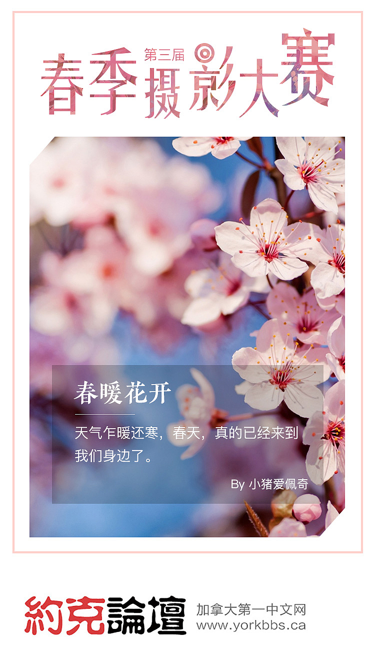 春季摄影大赛（图ZMTI5NDE2Nzcy） - 运营设计 - 站酷设计师rainH原创素材 - 站酷ZCOOL