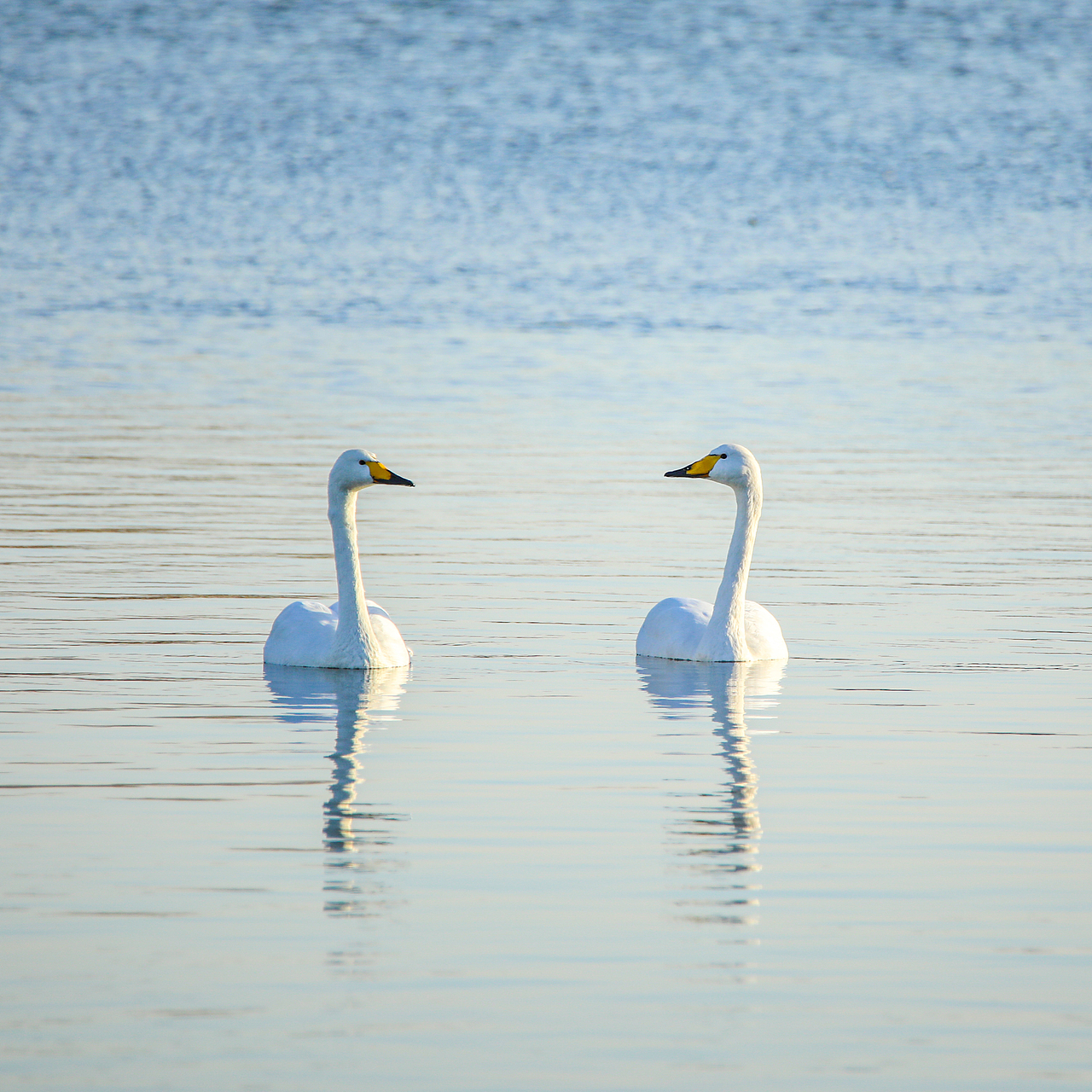 野生保护动物丨大天鹅（图ZMjM5Mjc2Mzky） - 宠物摄影 - 站酷设计师伟世李原创素材 - 站酷ZCOOL