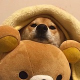 yy什么树的头像