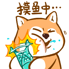 一只叫肥柴的柴犬