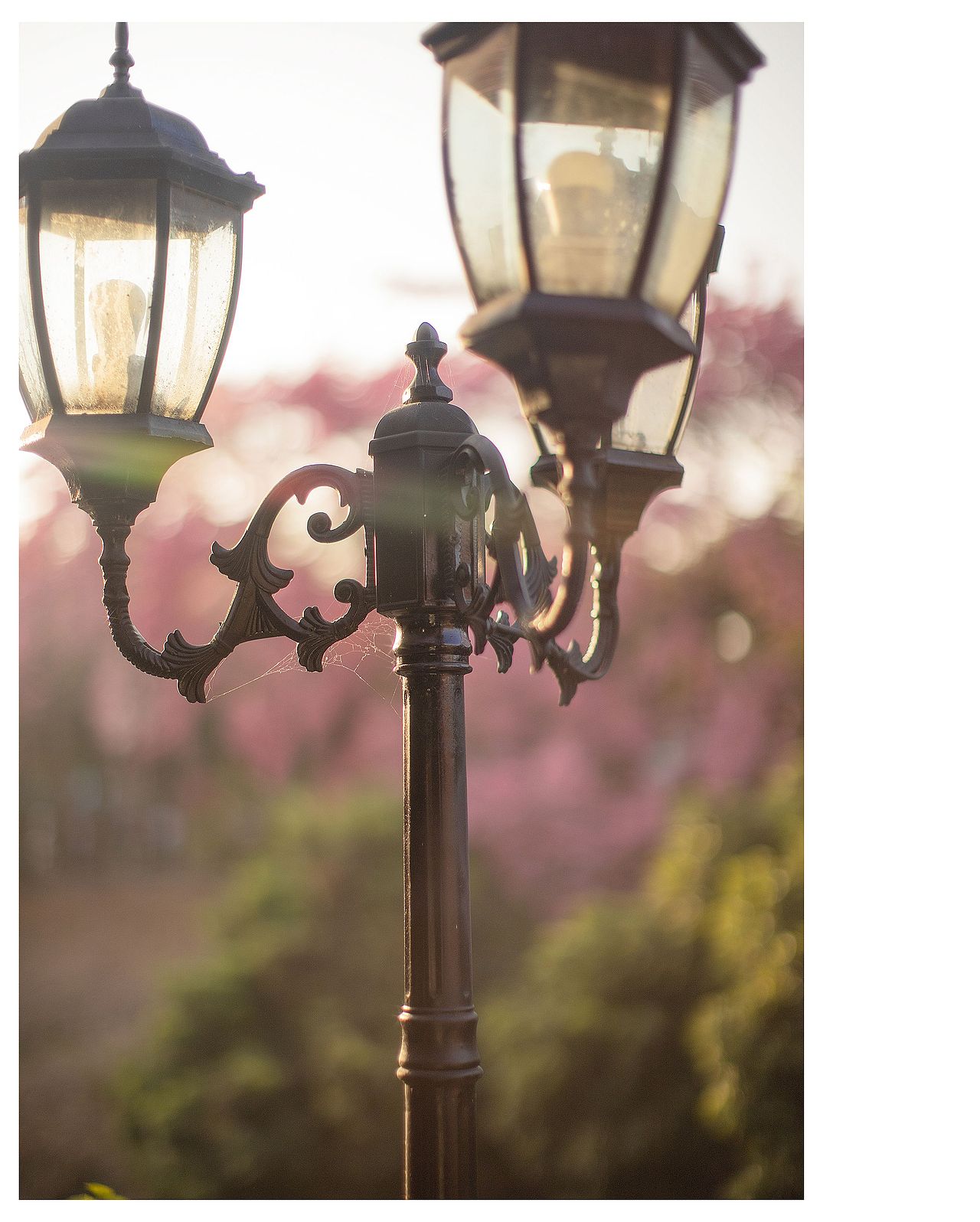 校园里的丝木棉