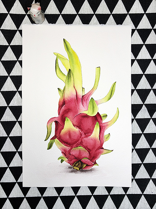 水彩水果-火龙果