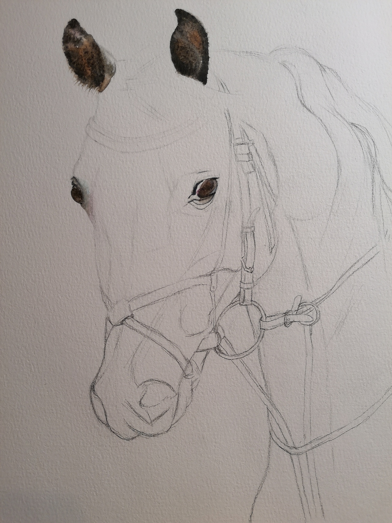 马|纯艺术|绘画|wodejia88_原创作品-站酷zcool