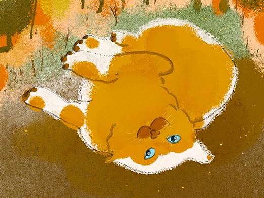猫；流浪猫