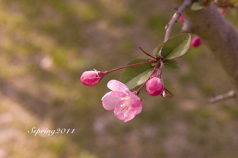 四月芳菲——垂丝海棠（图ZMjcyNzIxMg==） - 风光摄影 - 站酷设计师慢熟的兔子原创素材 - 站酷ZCOOL