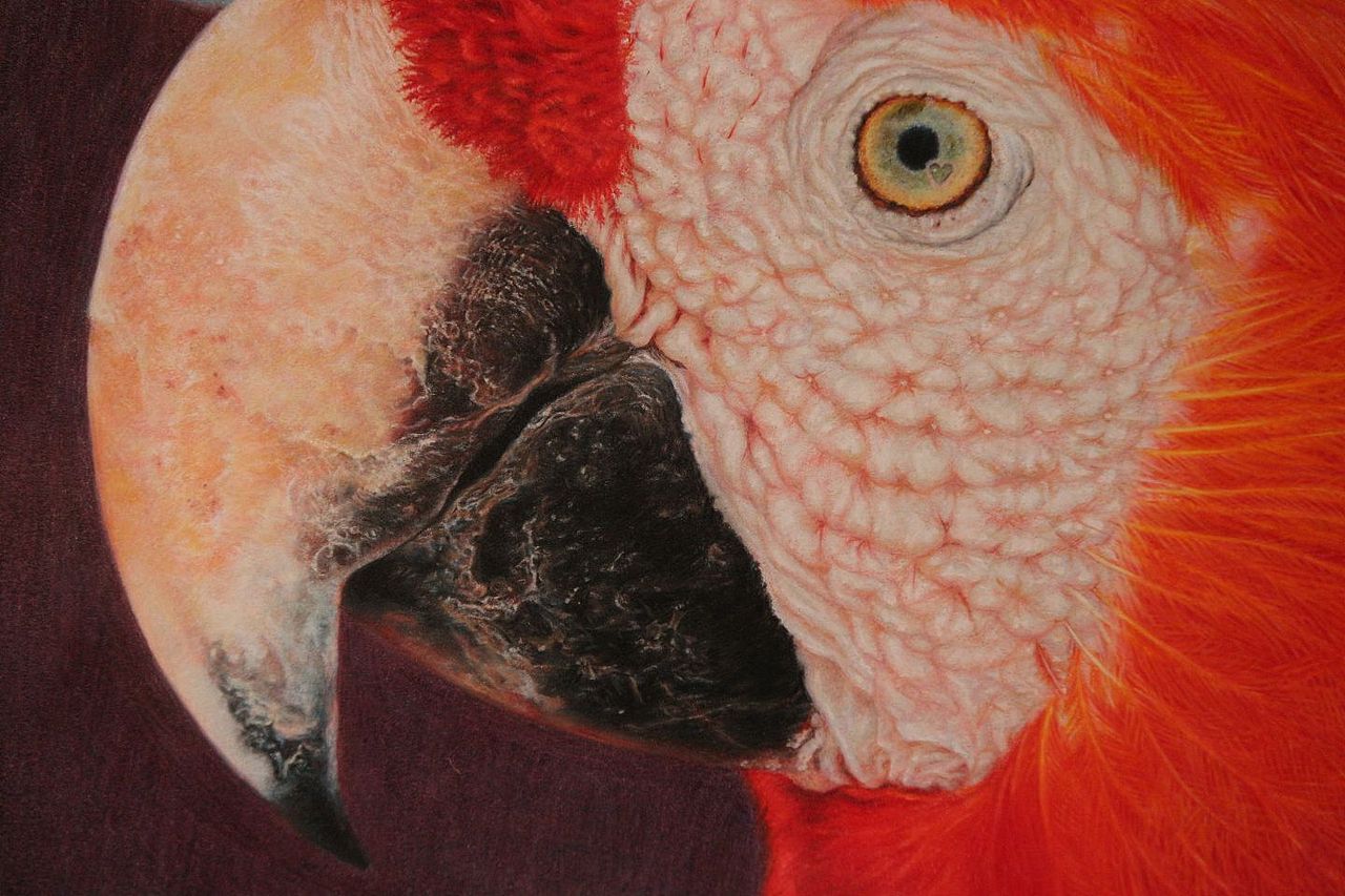 超写实彩铅-金刚鹦鹉和小鸭鸭