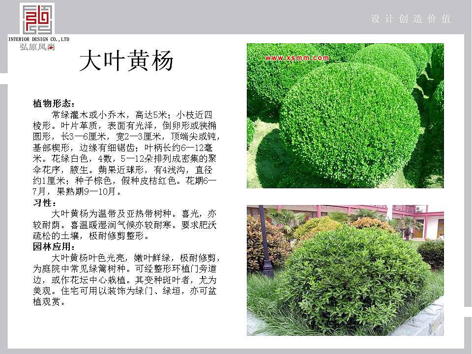 一个小院子的前期