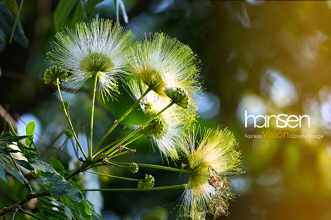 夜合欢,恰似孔雀又开屏!