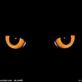 水上漂木头的头像