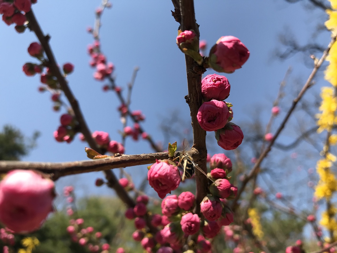 杨飞。苹果前置摄影（图ZMTU0MTczODQ4） - 产品摄影 - 站酷设计师杨飞业余摄影原创素材 - 站酷ZCOOL