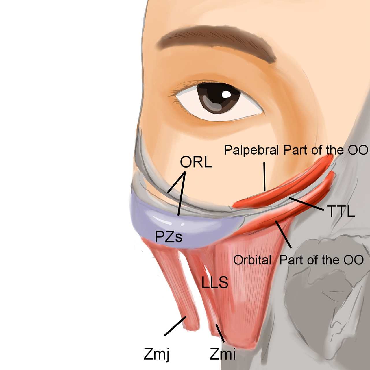 医学科普写实类（图ZMjY1NzQ2OTQw） - 商业插画 - 站酷设计师lotus娘原创素材 - 站酷ZCOOL