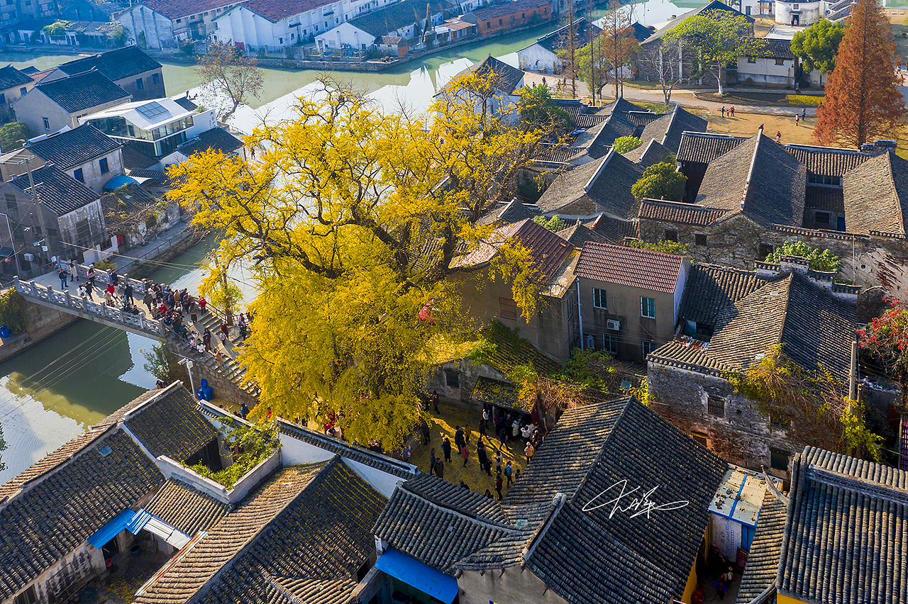 苏州太平禅寺古银杏（图ZMTk1OTM1NzU2） - 人文/纪实摄影 - 站酷设计师大洋926原创素材 - 站酷ZCOOL