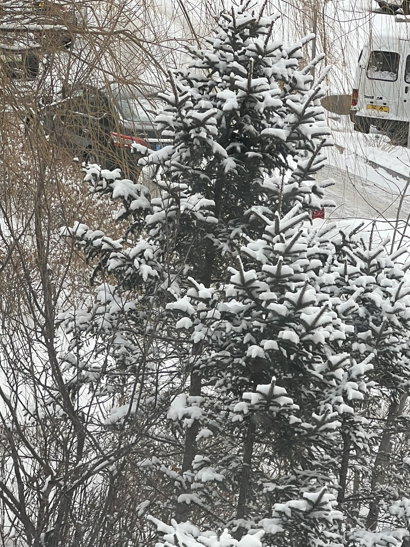 雪下的有些突然