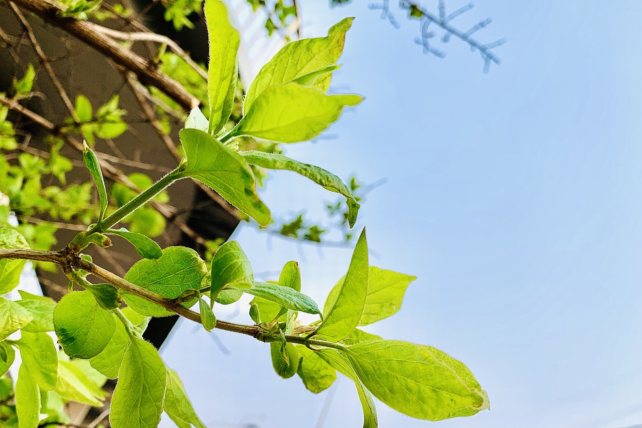 春天的颜色（图ZMjA0MDI3OTg4） - 人文/纪实摄影 - 站酷设计师幻想中M原创素材 - 站酷ZCOOL