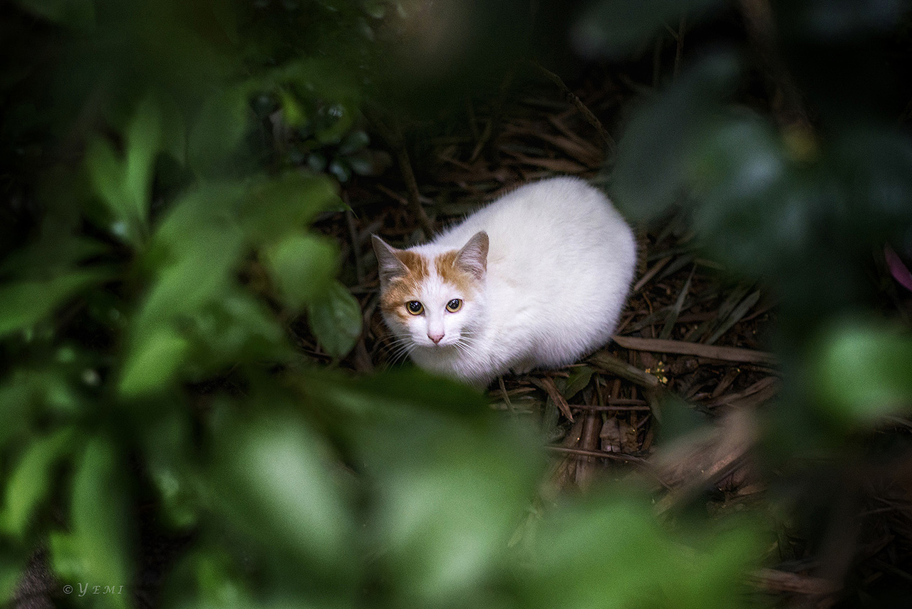 微雨光孝寺（图ZNDE0NzAzMDQ=） - 风光摄影 - 站酷设计师夜迷原创素材 - 站酷ZCOOL