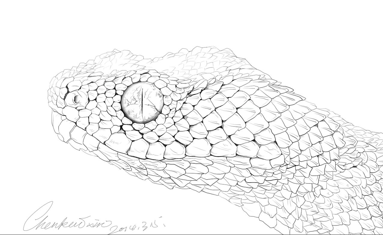 蛇的鳞片画法图片