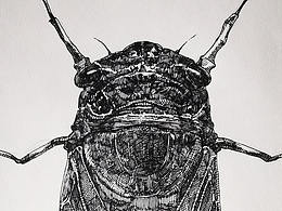 Cicada，蟬，知了，知了du龜，知了猴，蛣蟟龜