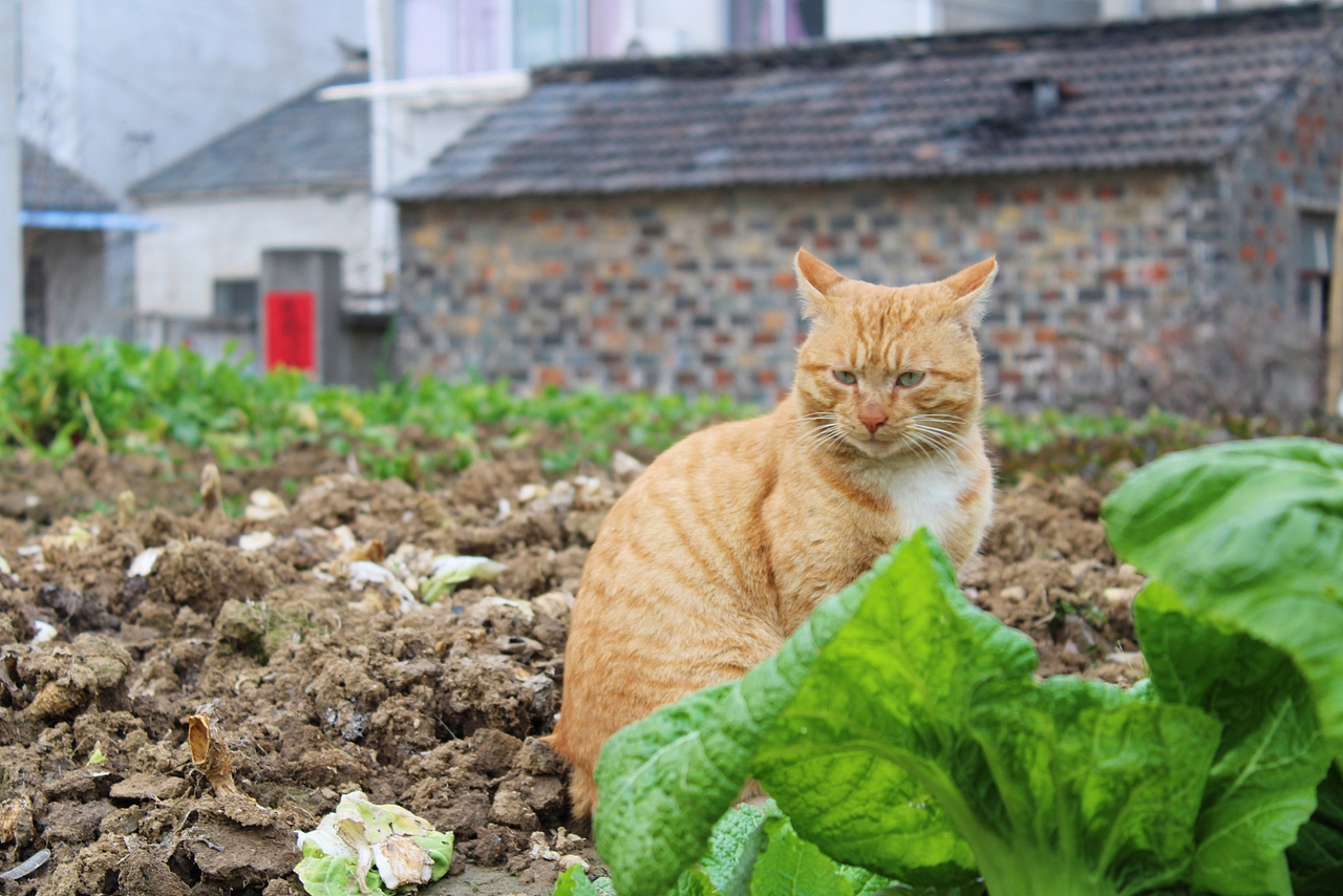 近日份啊喵，非常阔爱啦（图ZMTQzODgxOTg4） - 风光摄影 - 站酷设计师土猪肥猫原创素材 - 站酷ZCOOL