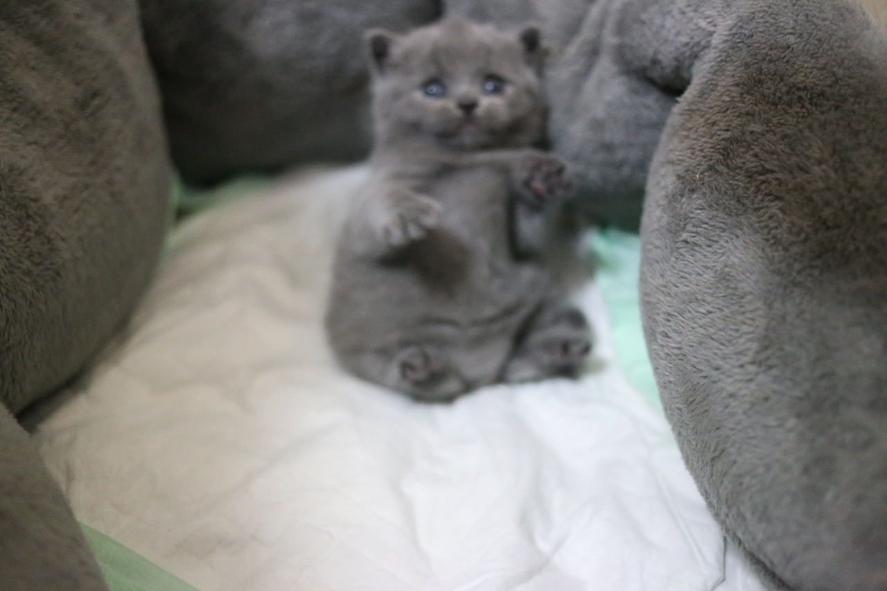 沐米猫舍 纯蓝色-英国短毛猫-高清照片