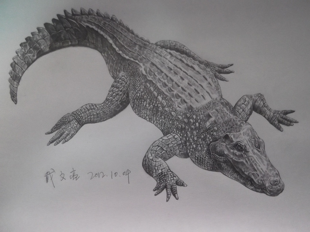鳄鱼铅笔素描画图片
