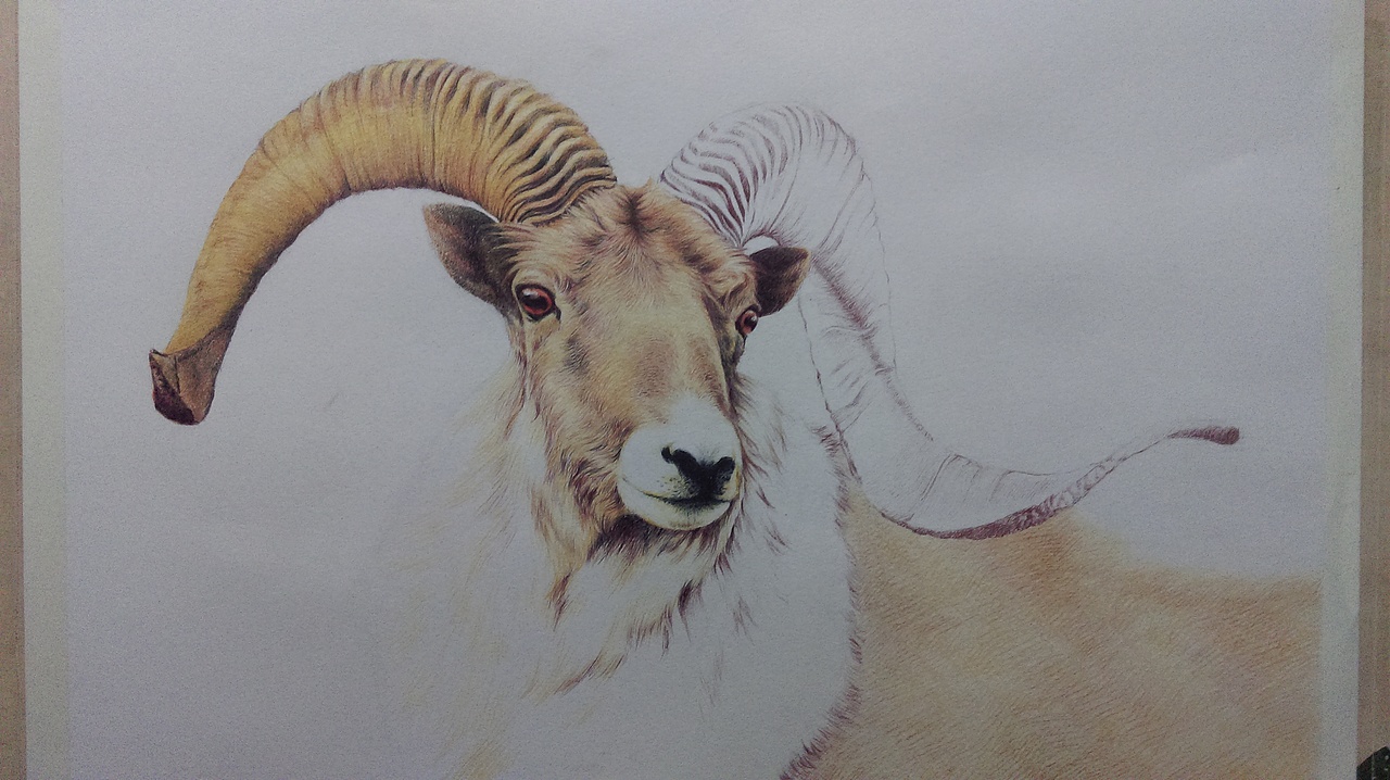 彩铅上阵了。。。