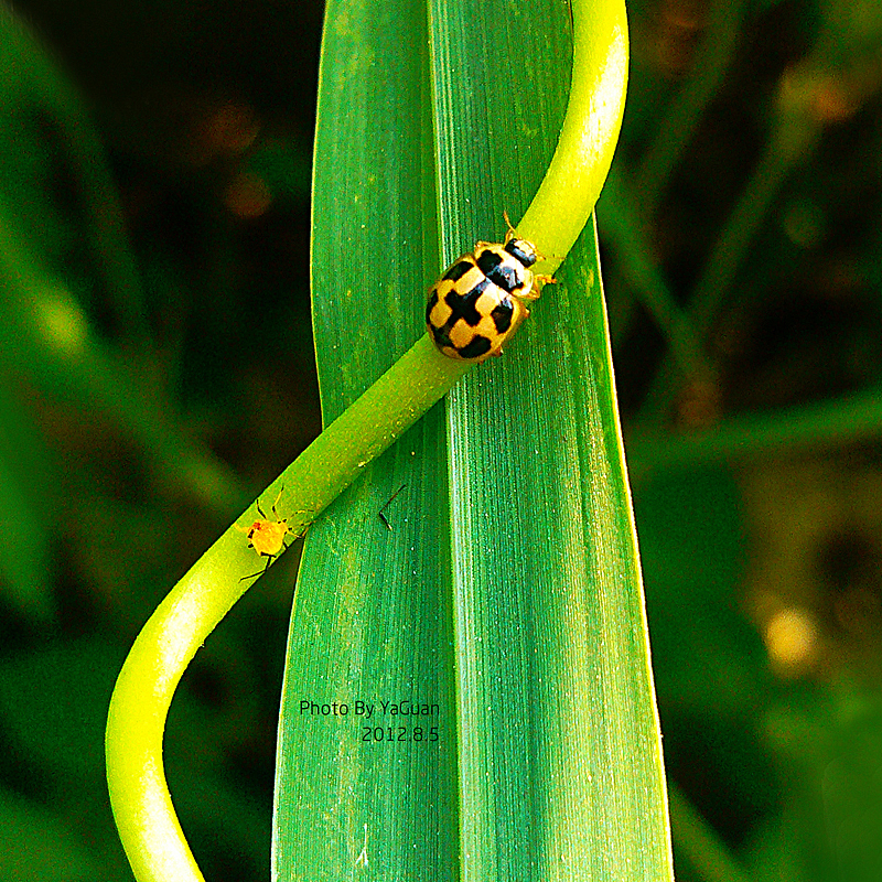 【手机拍摄习作】