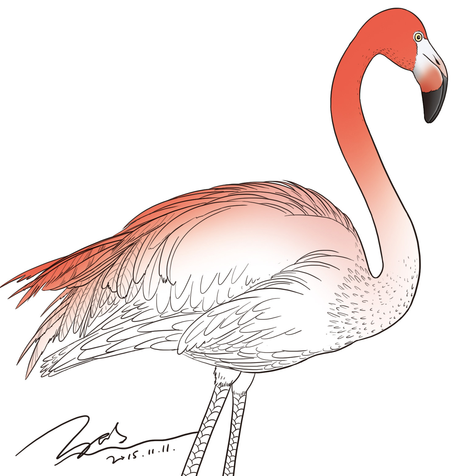 野生动物线描练习