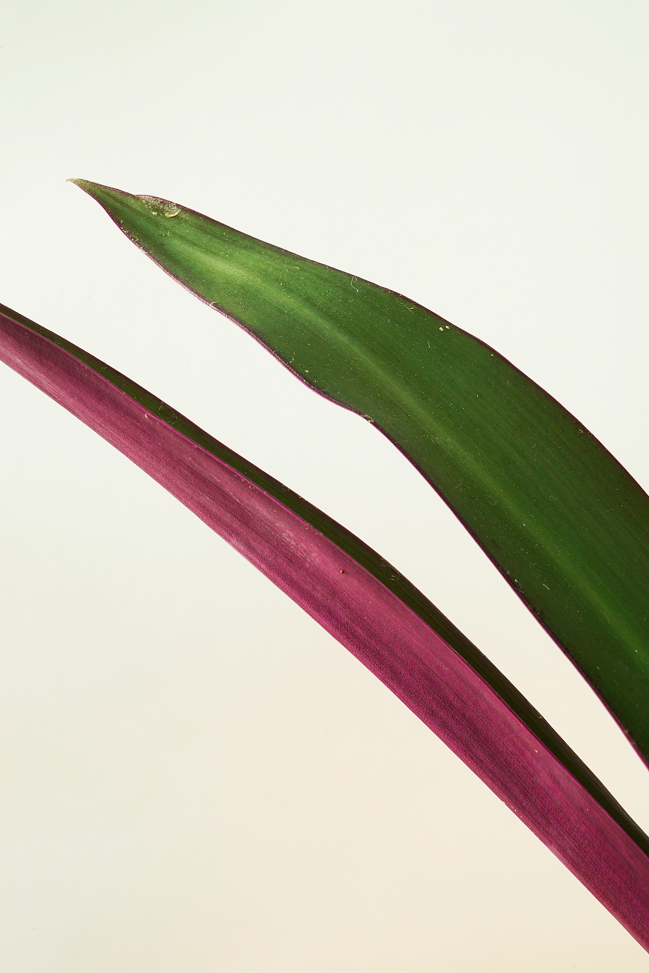 植物 - 胶片摄影(彩色为数码)