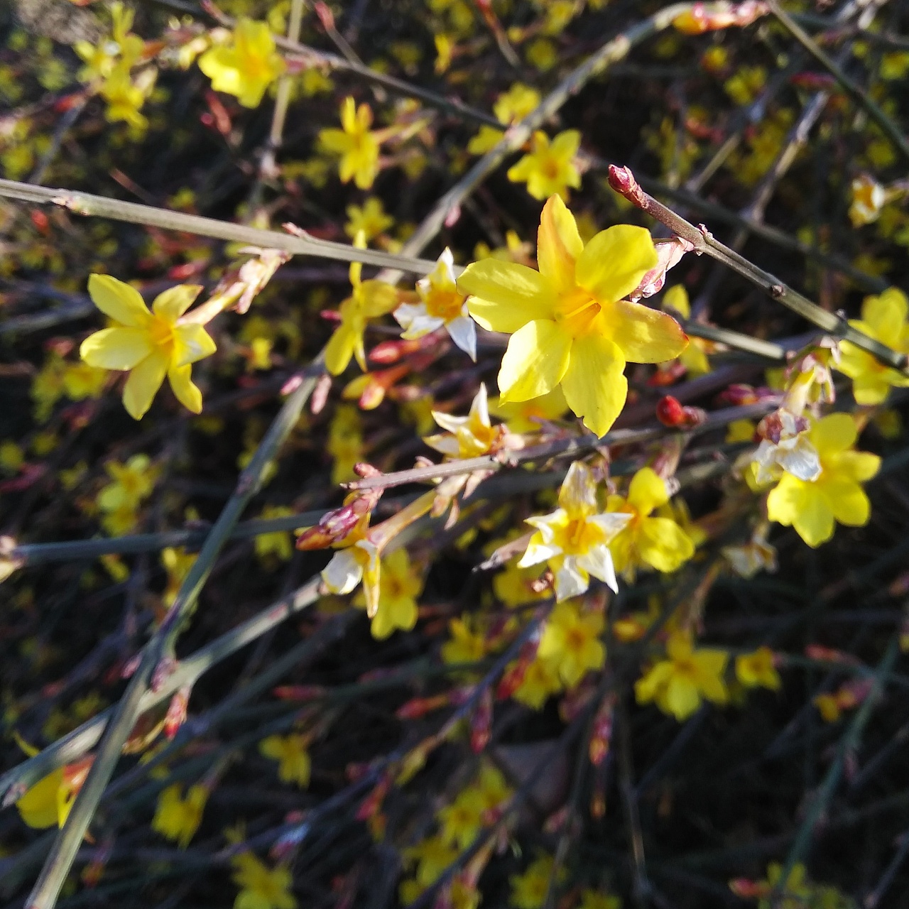 迎春花