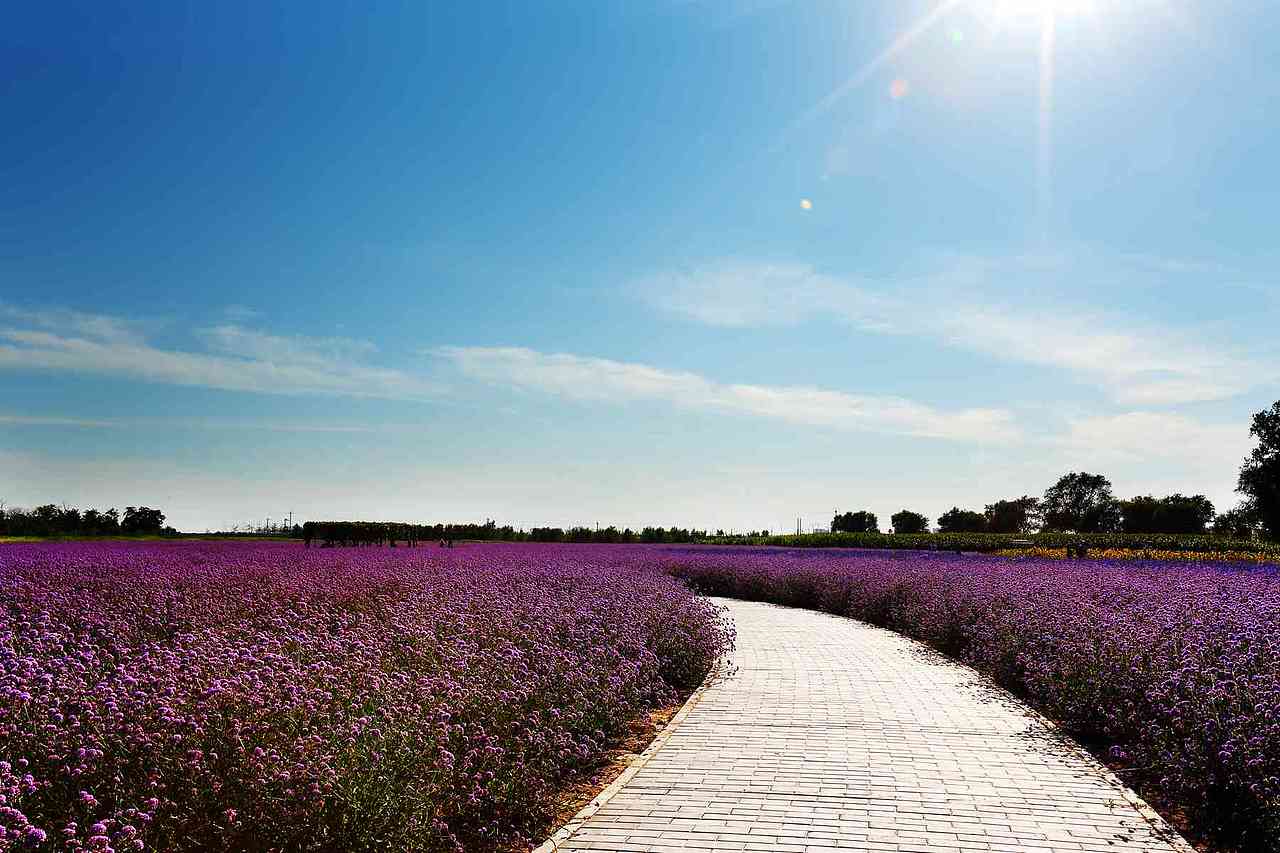 紫谷伊甸园（图ZNDUxNzc5NDA=） - 人像摄影 - 站酷设计师零视觉创意原创素材 - 站酷ZCOOL