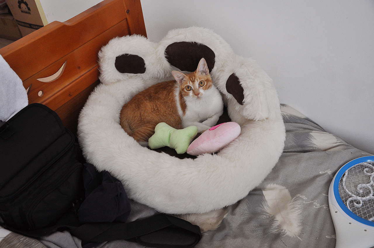 我家喵小奇。O(∩_∩)O哈哈~