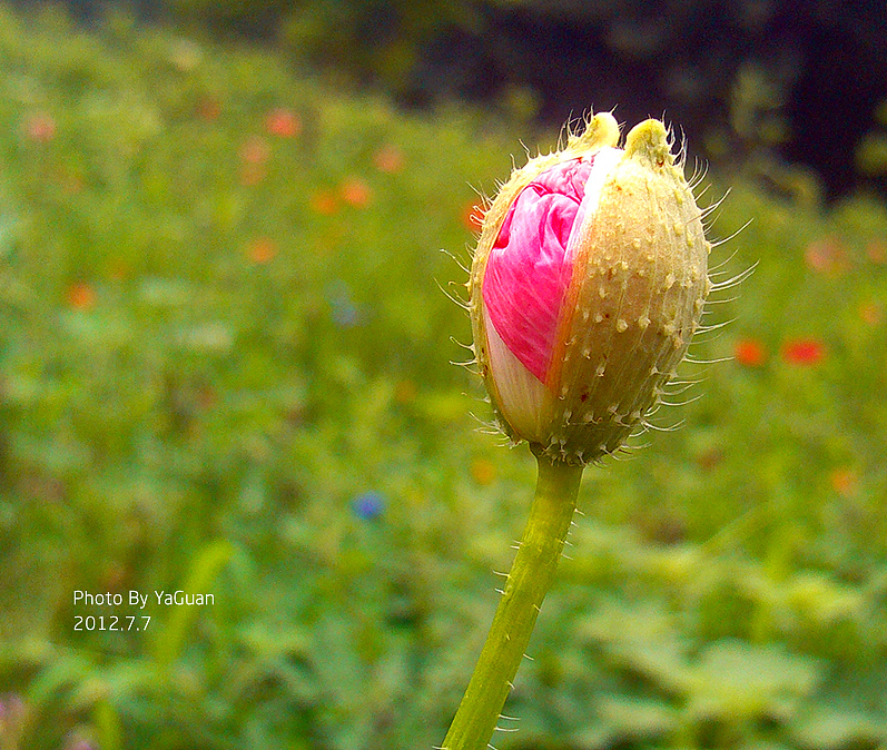 【手机拍摄习作】