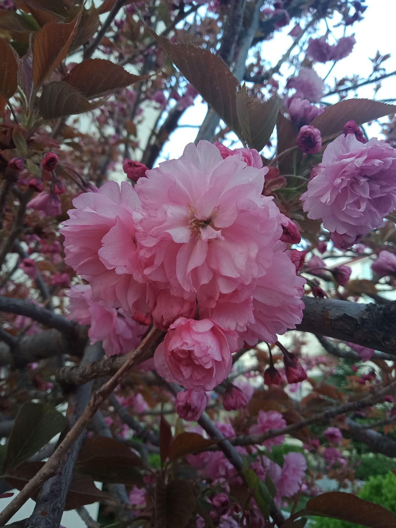 好看吗啊（图ZMTEzMzkxNDUy） - 产品摄影 - 站酷设计师ASD落原创素材 - 站酷ZCOOL