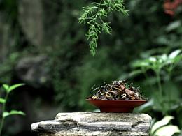 茶叶摄影