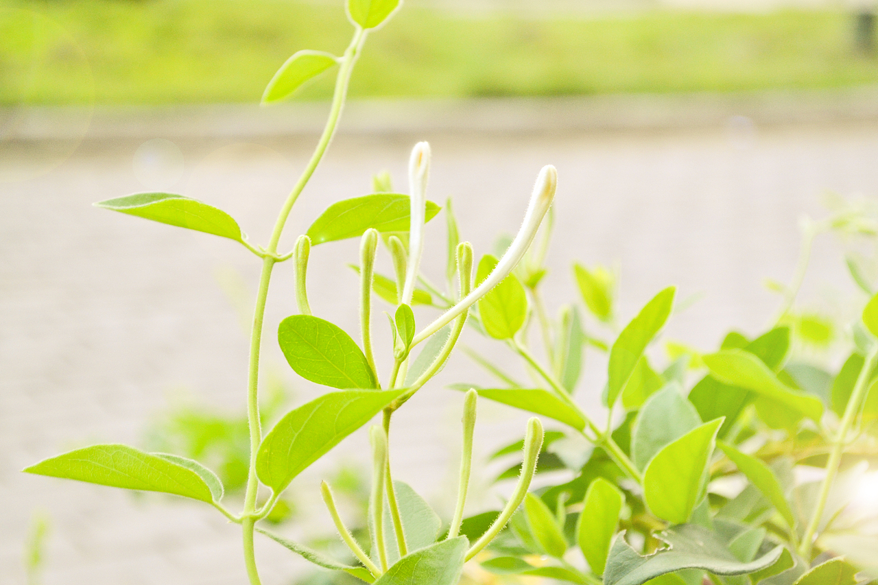 几张植物摄影（图ZMTEyMjg5NjY0） - 其他摄影 - 站酷设计师一粒小沙白原创素材 - 站酷ZCOOL