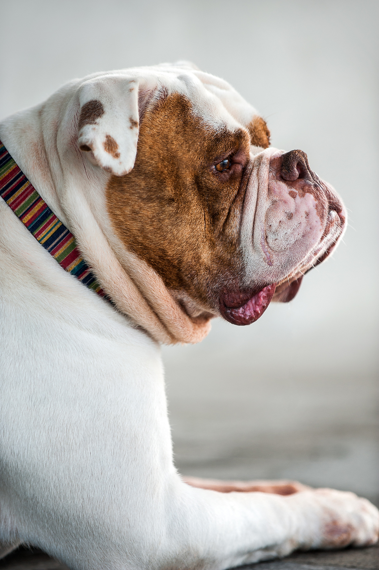 年迈的美牛——白兰地