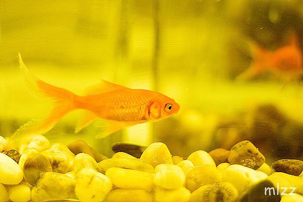 一条游来游去的鱼