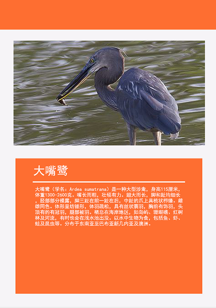 鸟类画册2（图ZMTMzMDg0NzA4） - 书籍/画册 - 站酷设计师浅墨幺幺原创素材 - 站酷ZCOOL