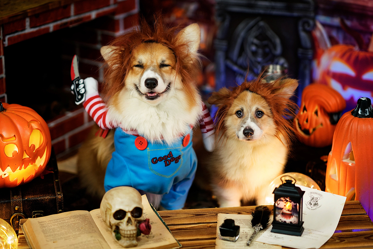 柯基合集——宠爱拾光宠物摄影（图ZMjU4OTk0ODg4） - 宠物摄影 - 站酷设计师petlight原创素材 - 站酷ZCOOL