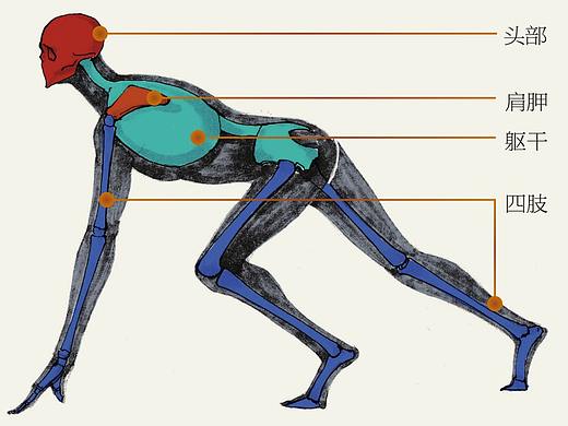 深度绘画好文！9种动物结构一目了然！