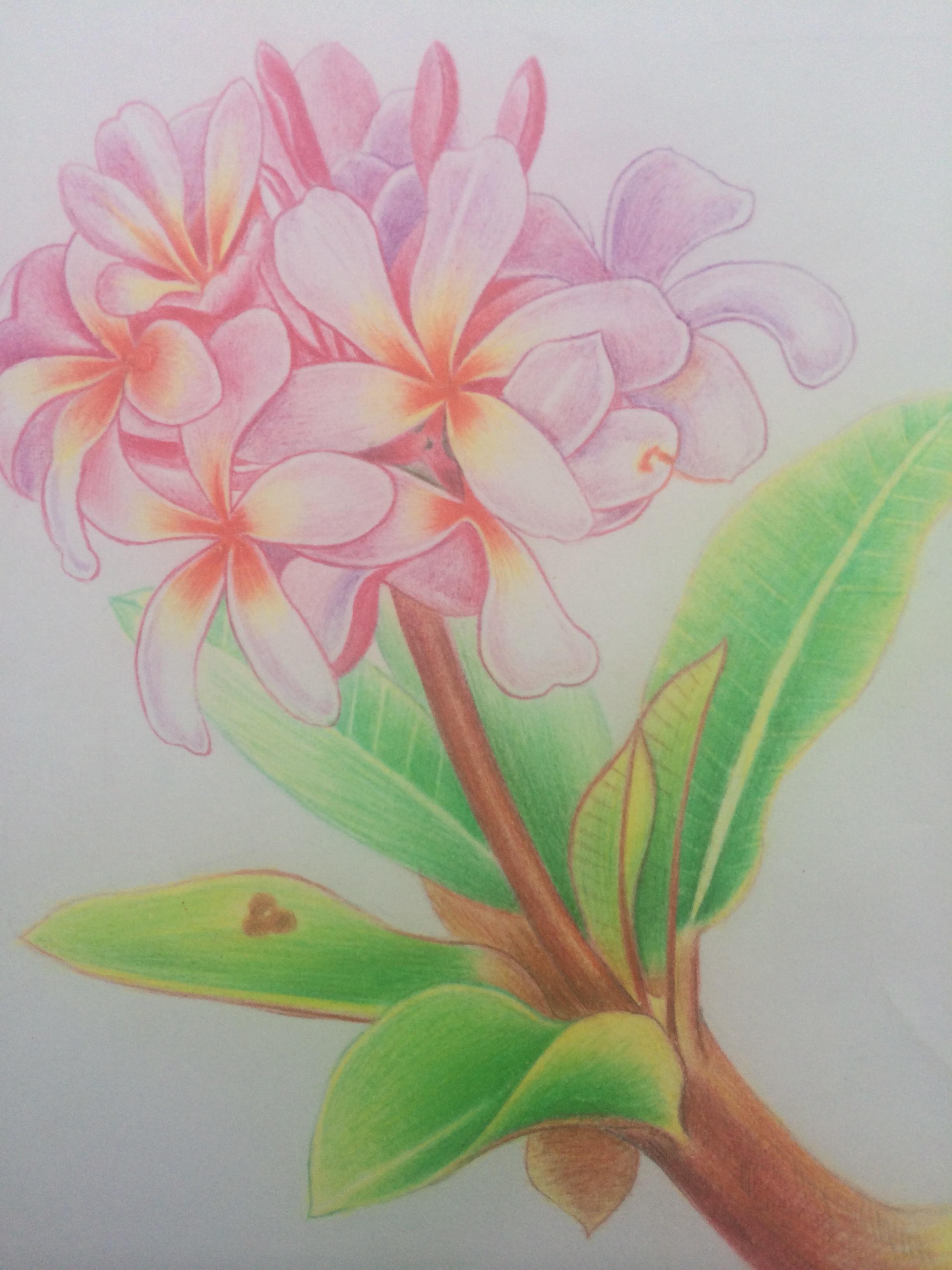 彩铅手绘鸡蛋花