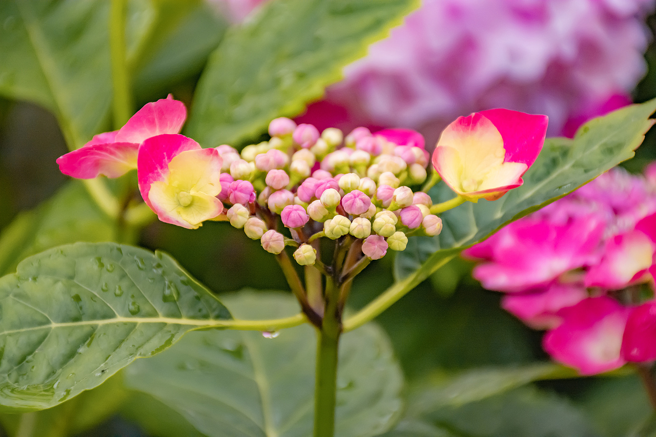 疫情下的植物园