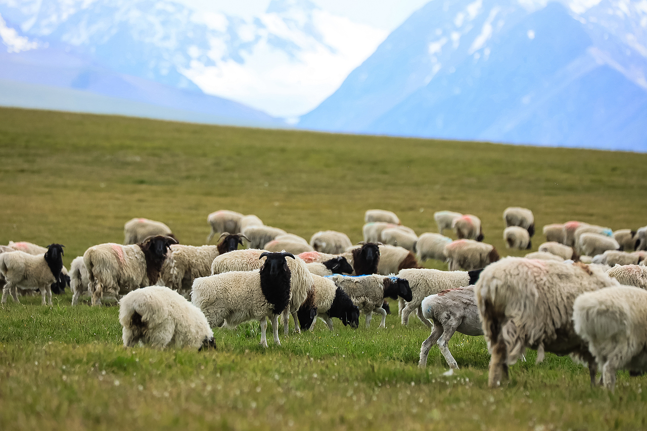 分享收藏小龙虾春日法式羊排白茶与青团奈良街拍腊八粥标签草原户外