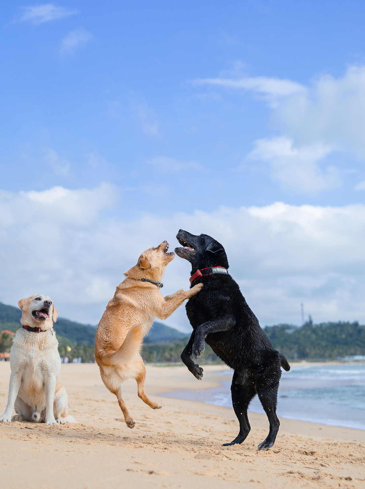 宠物摄影/宠物旅拍