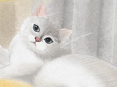 邻居家的猫