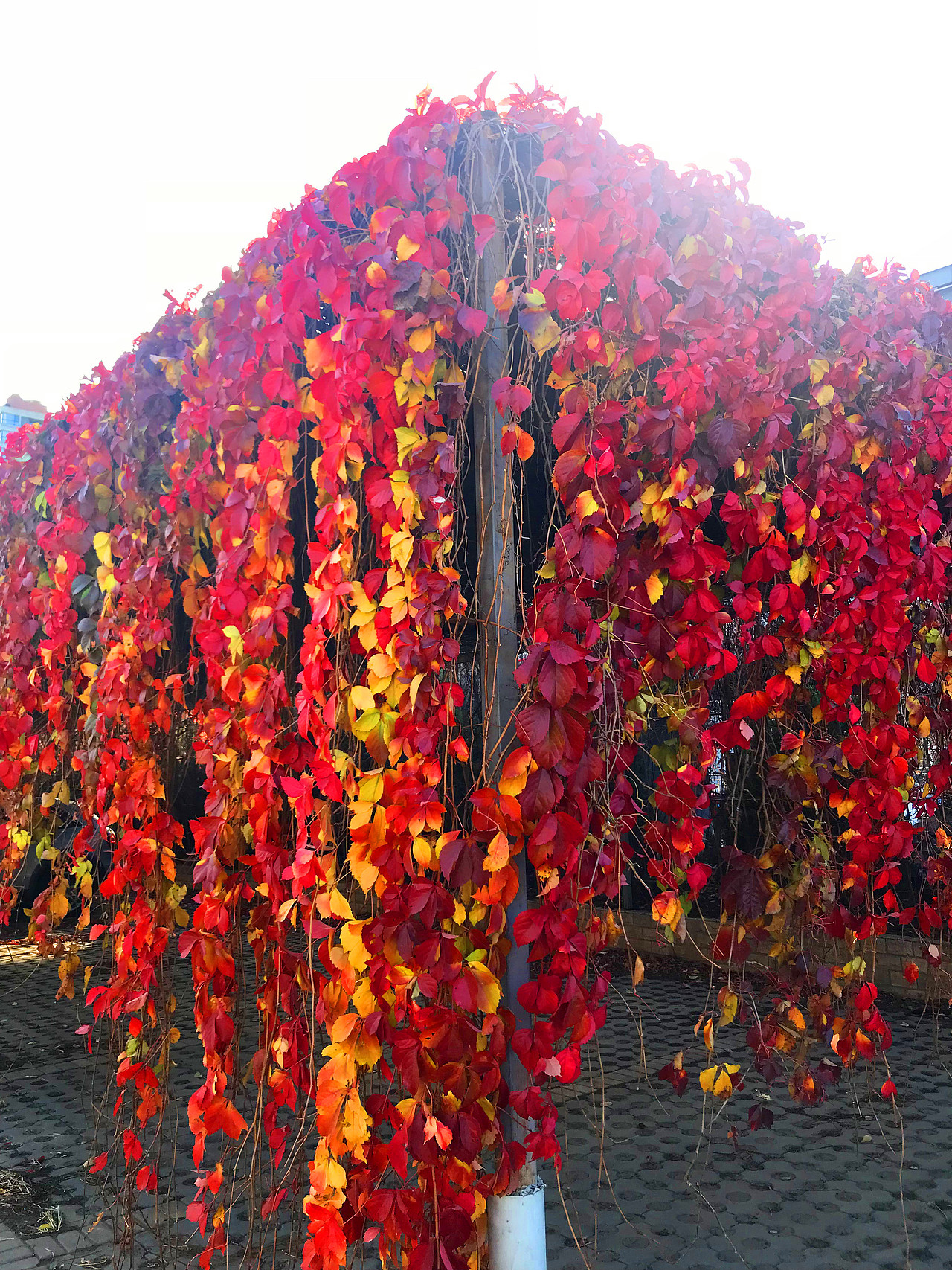 刘勇良手机纪实摄影:北京环保天然停车场